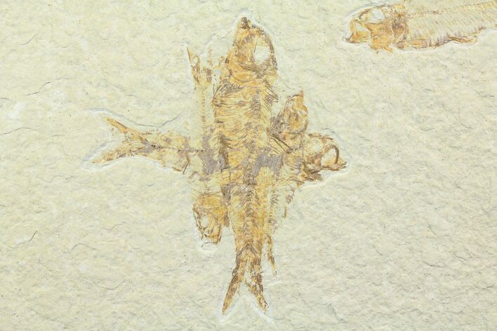 Knightia Fossil Fish Mortality Plate - Wyoming #85494